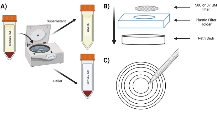 figure-protocol-4 Diagramm des Zentrifugationsprozesses mit Anweisungen für Pellets, Überstandsisolierung und Filtrationseinrichtung.