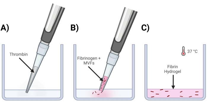 figure-protocol-9 Thrombinaktivierung bei der Bildung von Fibrinhydrogelen Diagramm: pipettiertes Fibrinogen, MVFs, Einstellung bei 37 °C.