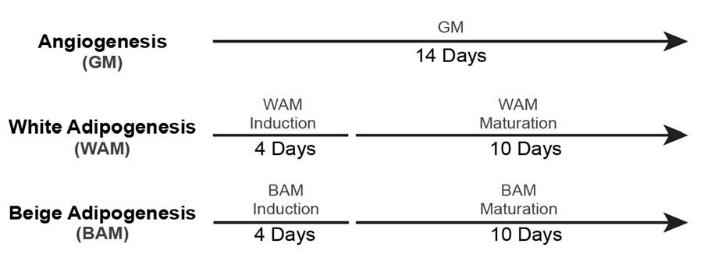 figure-protocol-10 Zeitachsendiagramm für Angiogenese vs. Adipogenese: 14-Tage-Prozessvergleich für GM, WAM, BAM.