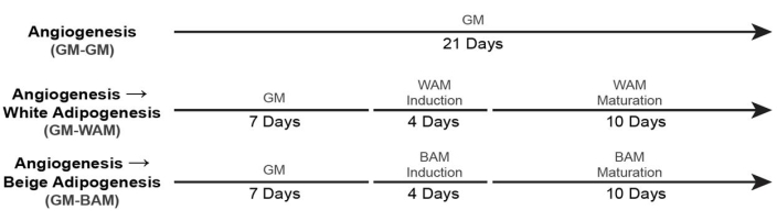 figure-protocol-11 Zeitleiste der Angiogenese und Adipogenese, die die Induktion und Reifung von GM und WAM/BAM detailliert beschreibt.