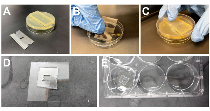 Silicon wafer preparation steps; diagrams show cleaving, handling, and final placement in petri dish.