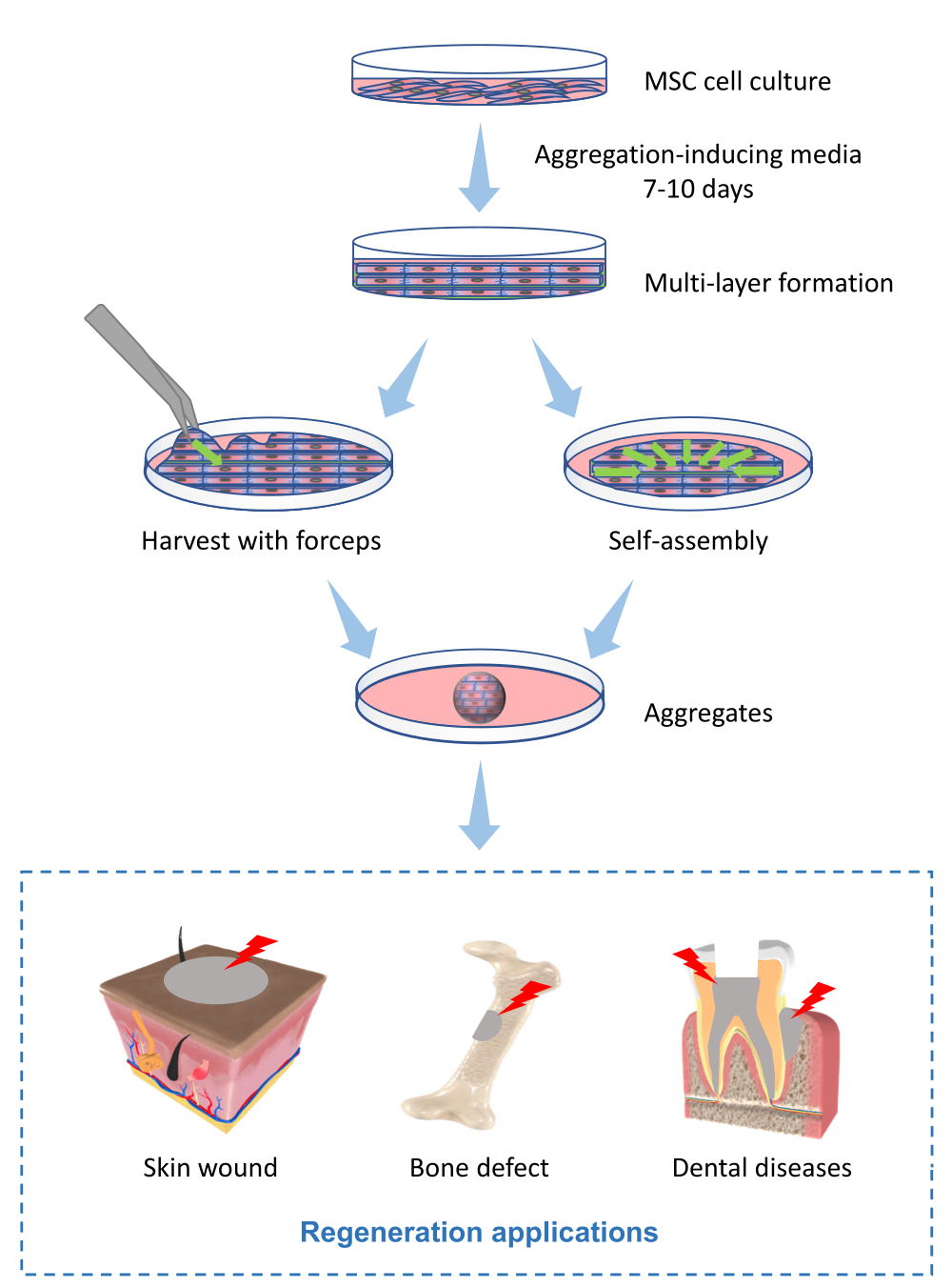 Mesenchymal condensation in tooth development and regeneration: a