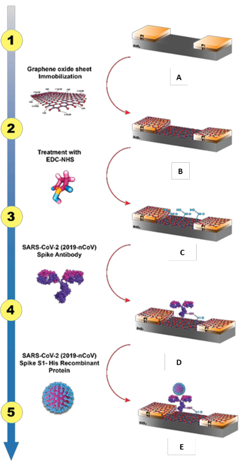 figure-results-2 Graphene oxide sensor workflow: immobilization, EDC-NHS treatment, SARS-CoV-2 antibody binding.