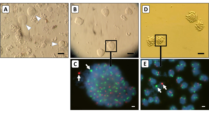 figure-results-2 Cell division stages; microscope images; stained nuclei; chromosomal patterns; experimental analysis.