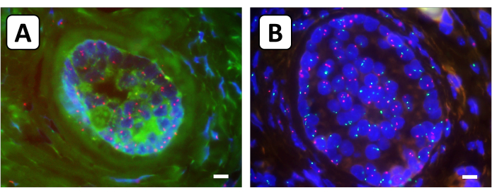 figure-results-4 Fluorescence microscopy of cells; images A and B show cellular structures with labeled nuclei.