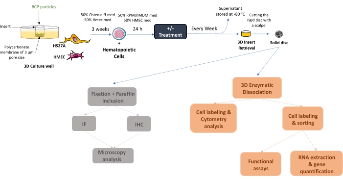 figure-results-1 3D culture well diagram: hematopoietic cell process, microscopy, RNA quantification, cytometry analysis.