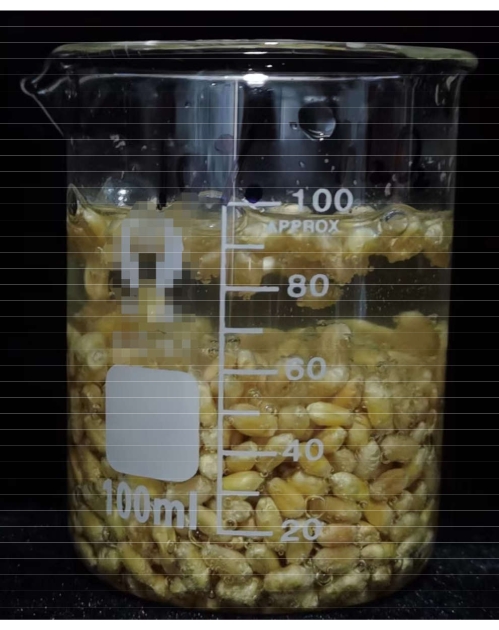 Corn hydration process in a beaker; experimental setup for seedling growth analysis.