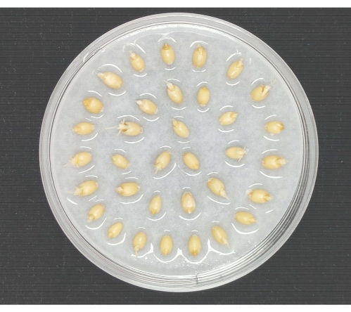 Seed germination experiment with corn kernels on Petri dish.