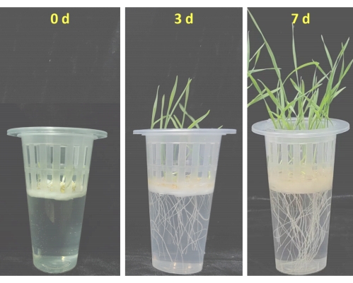 Plant growth stages over 7 days; hydroponic setup; root development comparison.