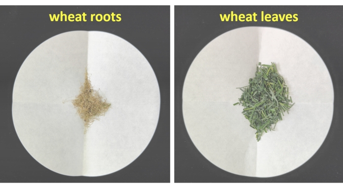 Wheat roots and leaves dried samples for analysis, preparation in experimental botany study.