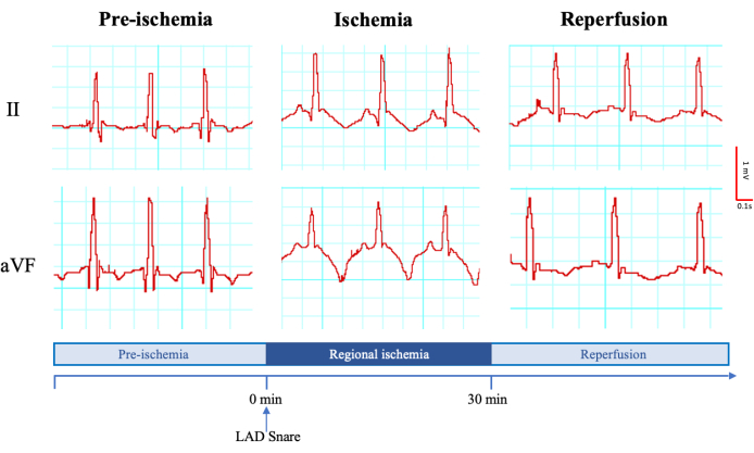 Video: Model of Ischemia and Reperfusion Injury in Rabbits