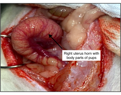Uterus dissection showing right horn with fetal tissues; anatomy study, surgical procedure.