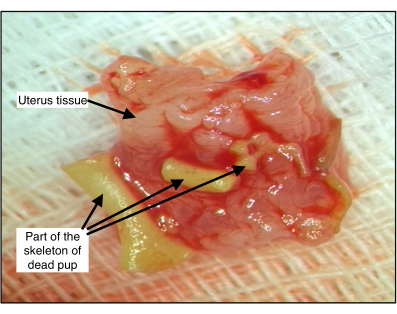 Uterus tissue sample with labels for structure identification, experimental anatomy study.