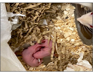 Mouse pups in nesting material, highlighting early development in lab setting.