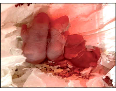 Newborn animal pups nestled in soft bedding; early development observation.