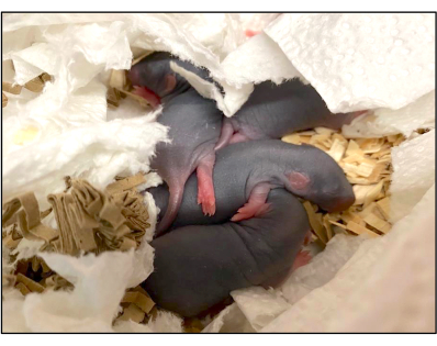 Neonatal rodent development, newborn mice in nest, study of early growth stages, bedding material.