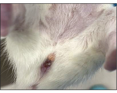 Lab mouse under study with skin lesion, research experiment, potential tumor observation, pathology.