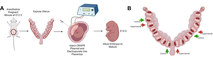 CRISPR gene editing process diagram; mouse embryo injection using electroporation at E12.5 stage.