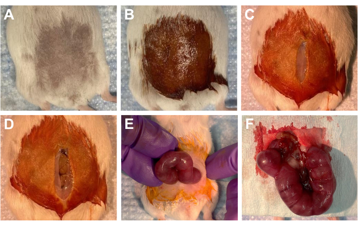 Rodent surgery sequence; incisions, tissue exposure, excision process, and specimen analysis.