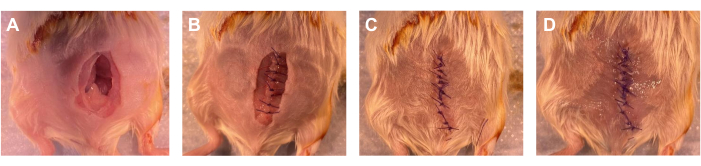 Surgical wound healing stages in animal model; experiment sequence from incision to closure.