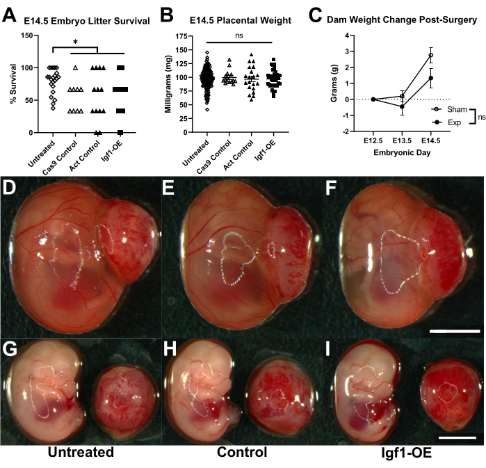 Graph and embryo images; embryo survival, placental weight, dam weight change analysis.