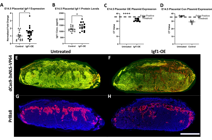 E14.5 placental Igf1 expression, protein levels, plasmid expression; graphs and fluorescence images.