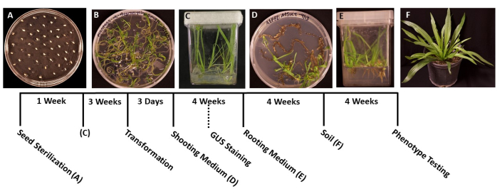 Plant transformation process; seed sterilization, transformation, growth stages diagram, phenotype test.