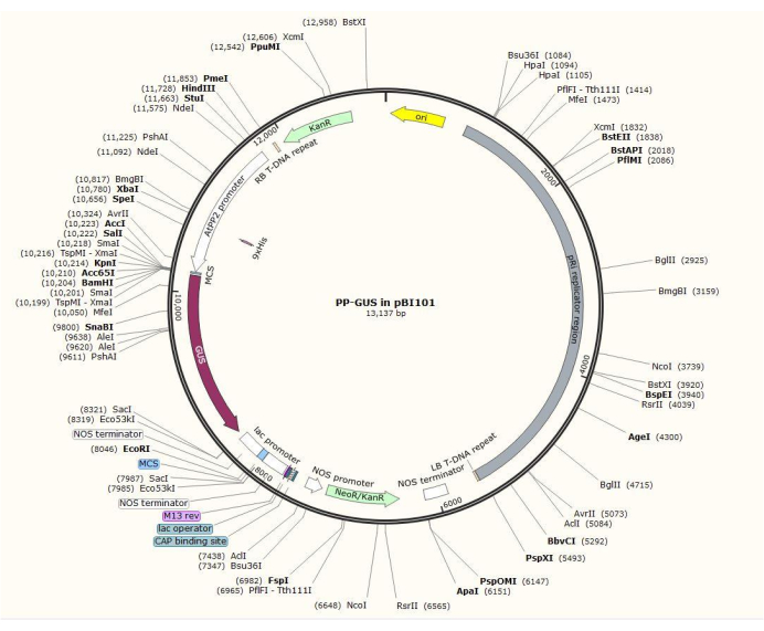 Plasmid map of PP-GUS in pBI101, 13,137 bp; includes restriction sites, replication origin.