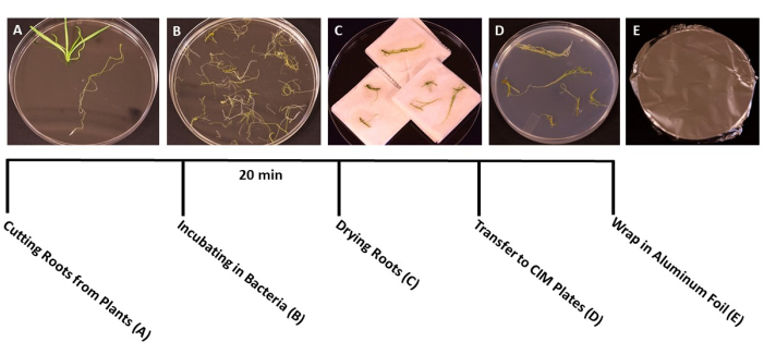 Root preparation process: Petri dish method, steps A-E; cutting, incubating, drying, transferring.