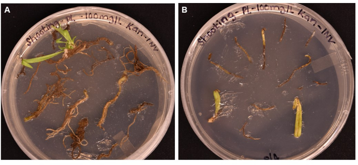 Plant growth experiment in petri dishes, root development analysis, genetic mutation observation.