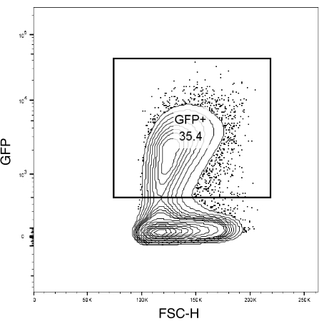 figure-results-3 Flow cytometry dot plot; GFP expression analysis; contour diagram; cell population gating.