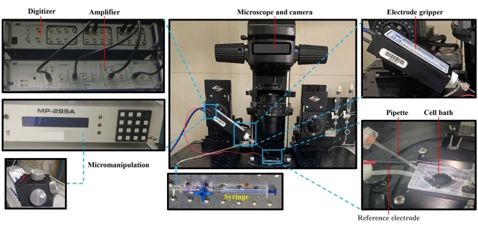 Micromanipulation setup with microscope, electrode, pipette; electrophysiology research diagram.