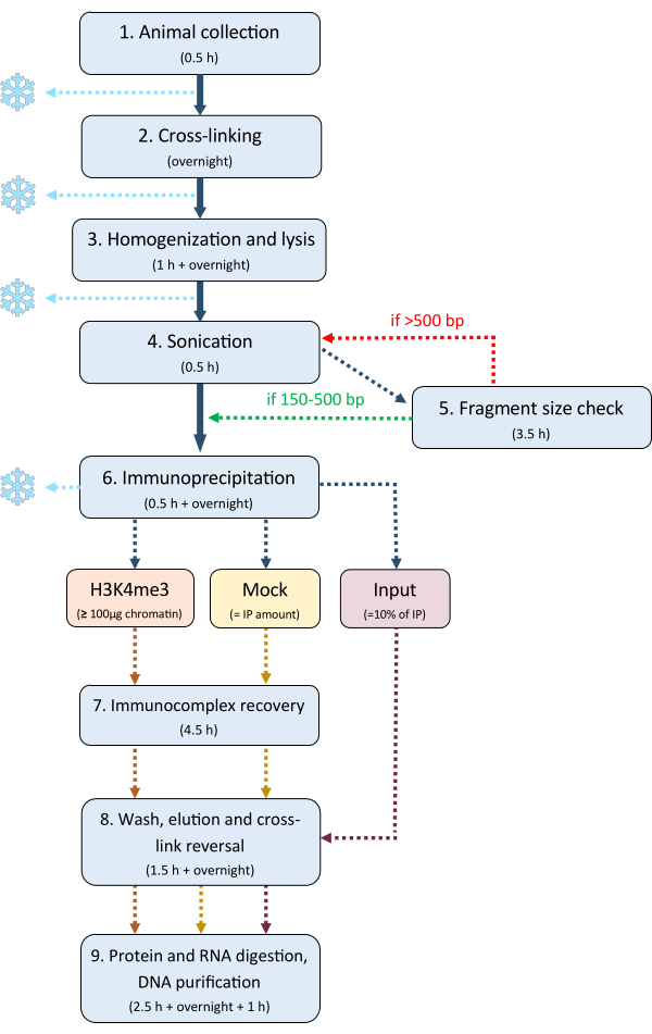 Chromatin immunoprecipitation process diagram, steps include cross-linking, sonication, fragment check.