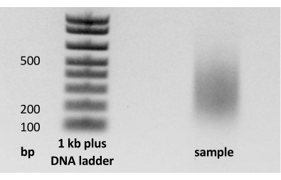 Electrophoresis result; DNA ladder comparison; band separation by molecular weight; gel analysis.