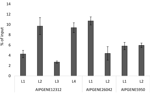 Bar graph showing gene expression levels for AIPGENE12312, AIPGENE26042, AIPGENE5950, % input.