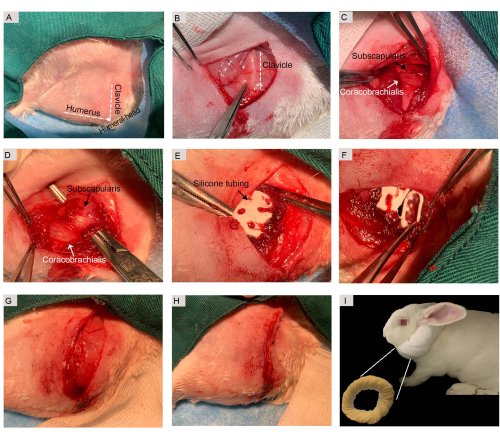 Surgical procedure for shoulder joint dislocation correction in a rabbit model using silicone tubing.