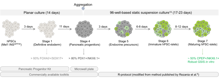 Pancreatic differentiation process diagram; hPSCs to mature hPSC-islets; culture stages with timelines.