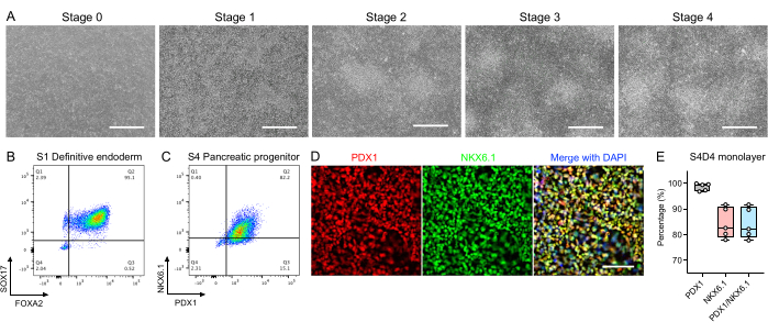 Pancreatic differentiation stages; flow cytometry, immunostaining, and expression analysis results.