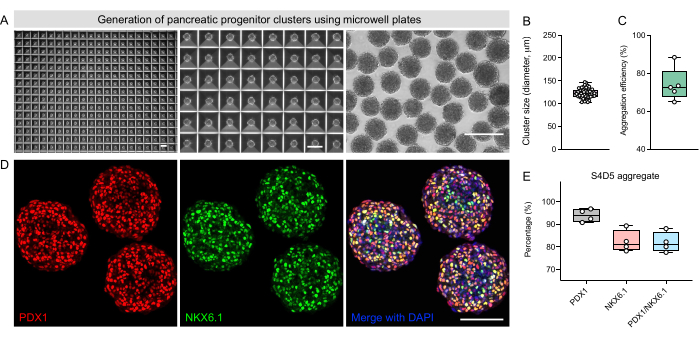 Microwell plate method for pancreatic progenitor clusters; diagrams, cell staining with PDX1, NKX6.1.