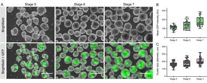 Cell development stages with brightfield and GFP imaging; box plots showing GFP intensity and cluster size.