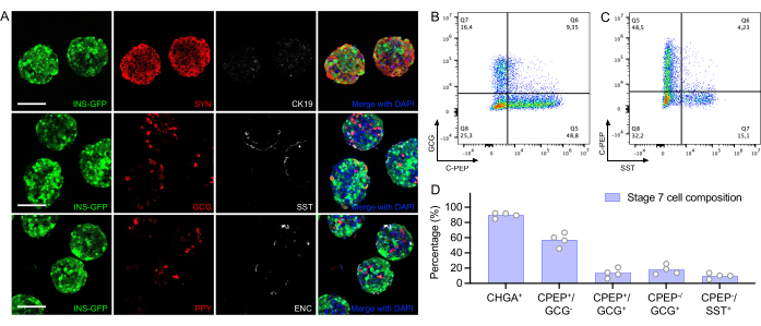 Immunofluorescence, flow cytometry plots, and bar chart analyzing cell composition in Stage 7.