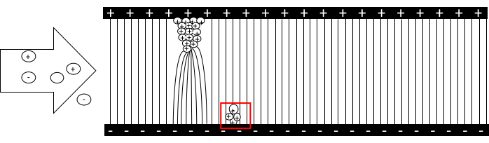 figure-introduction-2 Electrophoresis diagram, DNA separation process, illustrating ion movement, charge influence.