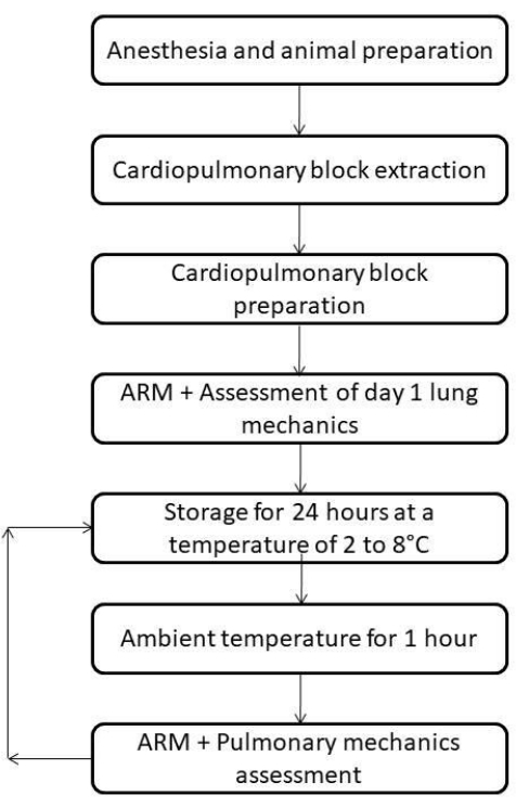 Kardiyopulmoner blok ekstraksiyonunun akış şeması; akciğer mekaniği değerlendirmesi; depolama/ortam koşulları.
