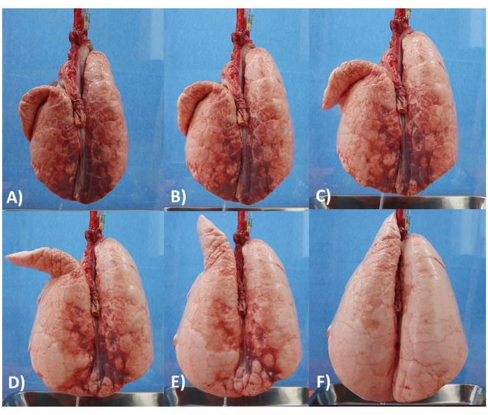 Karşılaştırmalı akciğer şişirme deneyi; altı aşama; solunum çalışması; anatomik analiz.