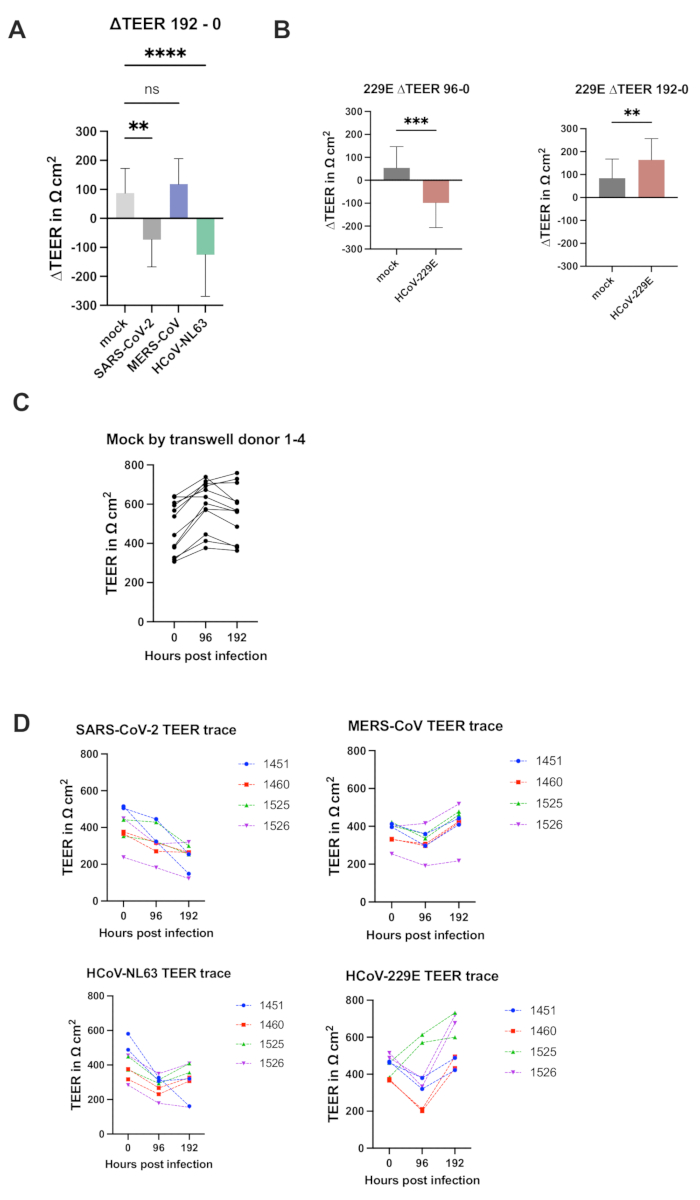 ΔTEER in viral infection; bar graphs show changes over time; SARS-CoV-2, MERS-CoV, HCoV-NL63, HCoV-229E.