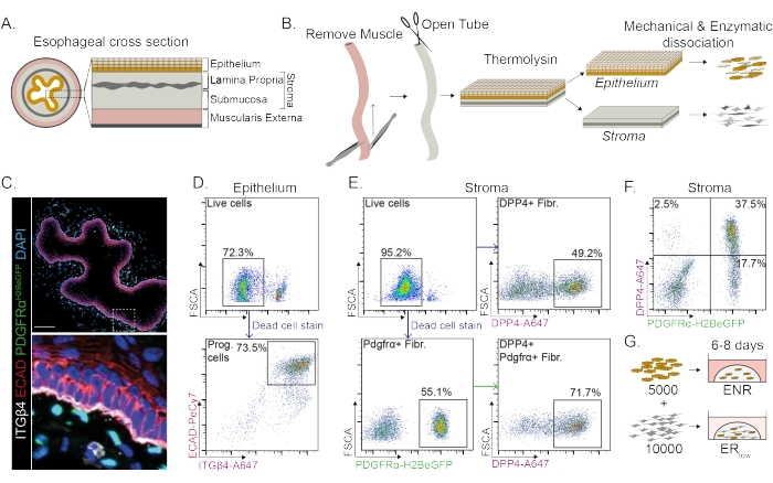 figure-results-1 Esophageal tissue dissociation process with flow cytometry analysis and cell sorting results.