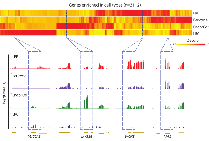 Gene enrichment heatmap; Z-score analysis, cell types, transcriptomic profiling, diagram, bioinformatics.