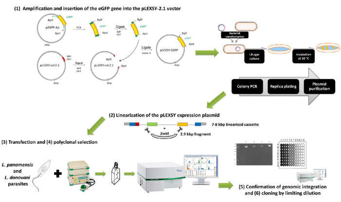 Gene editing process diagram: eGFP insertion into pLEXSY-2.1 vector, transfection, vector integration.