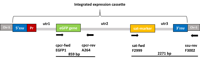 Integrated expression cassette diagram; gene editing; eGFP, sat-marker; utr sequences; PCR primers.