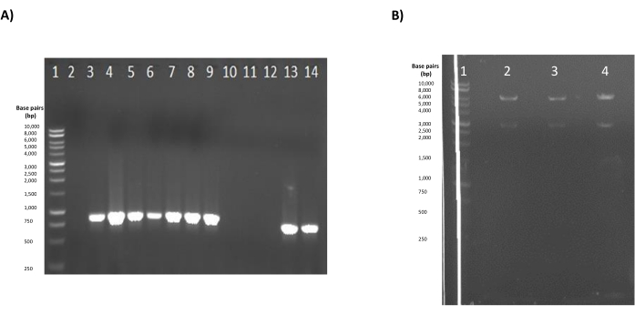 Gel electrophoresis results; DNA separation shown in lanes; molecular weight markers visible.